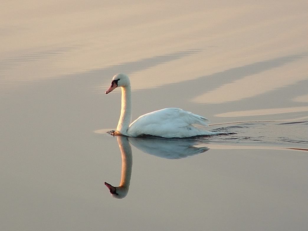 photo swan.jpg