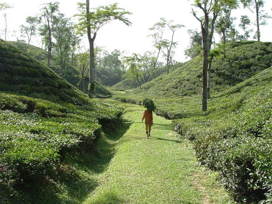Sylhet
