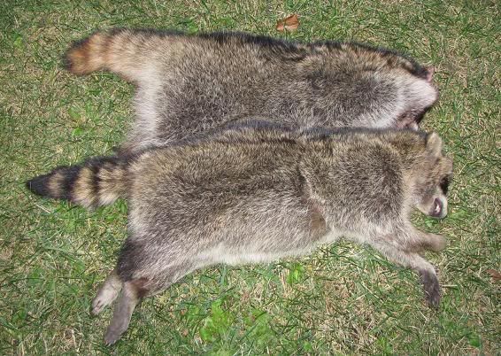 trappedcoons2.jpg