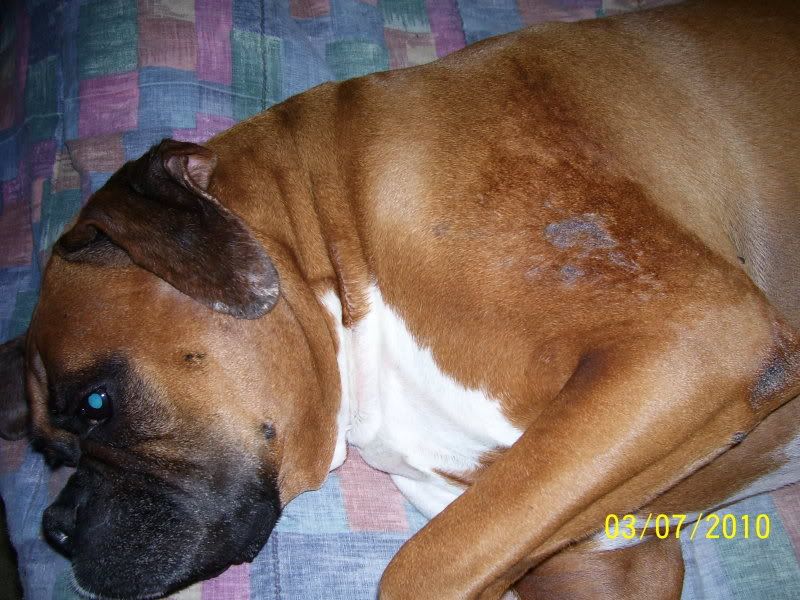 Little bumps on my boxers skin under his coat - Boxer Forum : Boxer