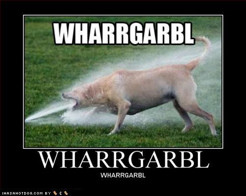 funny-dog-pictures-loldogs-wharrgar.jpg