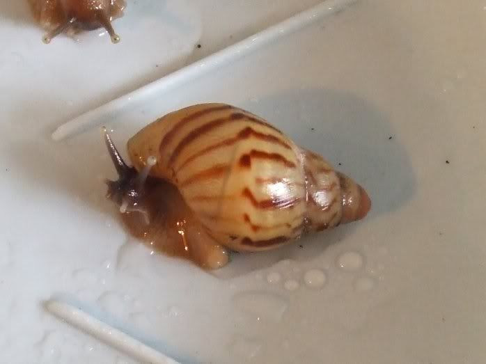 achatina zanzibarica