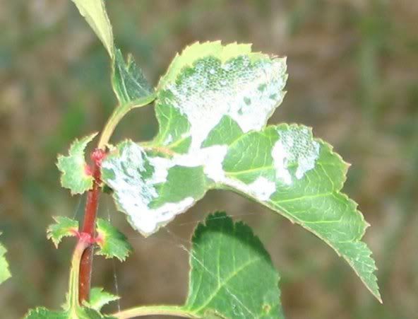 washington hawthorn tree leaf. Washington Hawthorne tree.