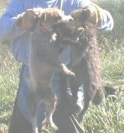 clovecoon1cropped.jpg