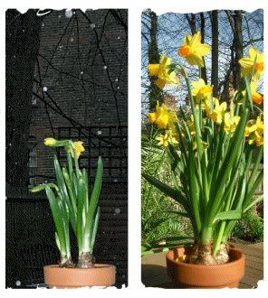 A host, of golden daffodils