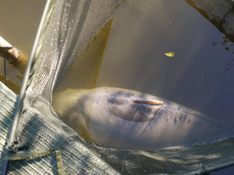  photo carpretainedinnet_zps3067f85e.jpg