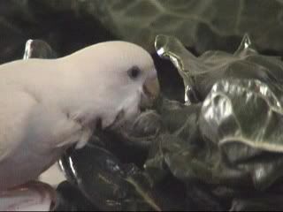 bird2.jpg