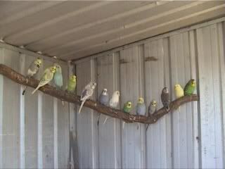 branchofbudgies.jpg