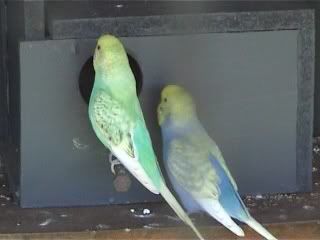 breeding3.jpg
