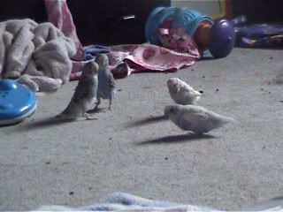 ducky.jpg