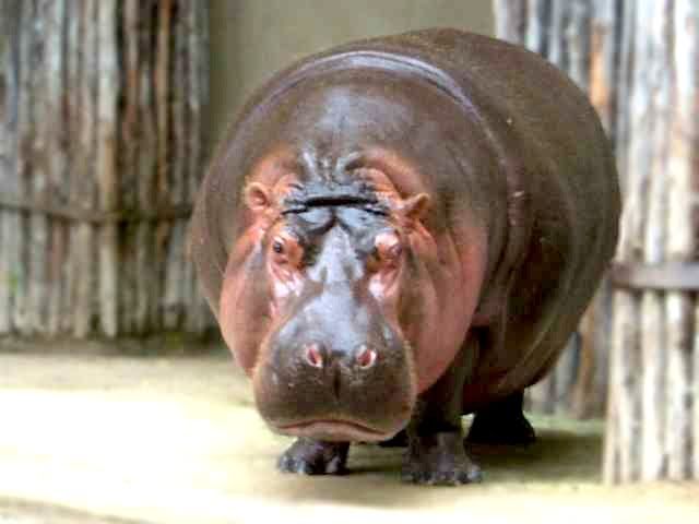 Hippo4.jpg