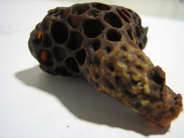 IPB Image