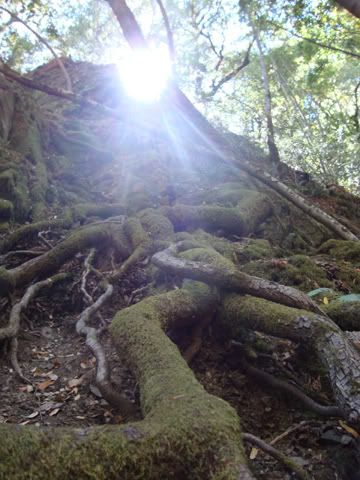 uvas canyon