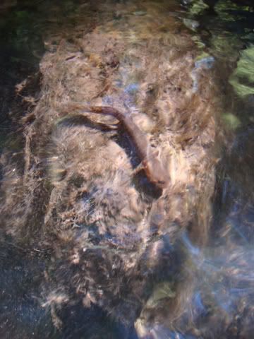 uvas canyon