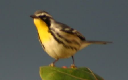 Yellow-Throated-Warbler2.jpg