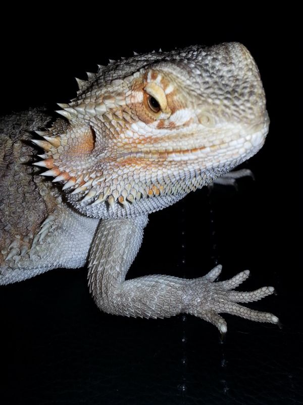 Bearded dragon spikes 