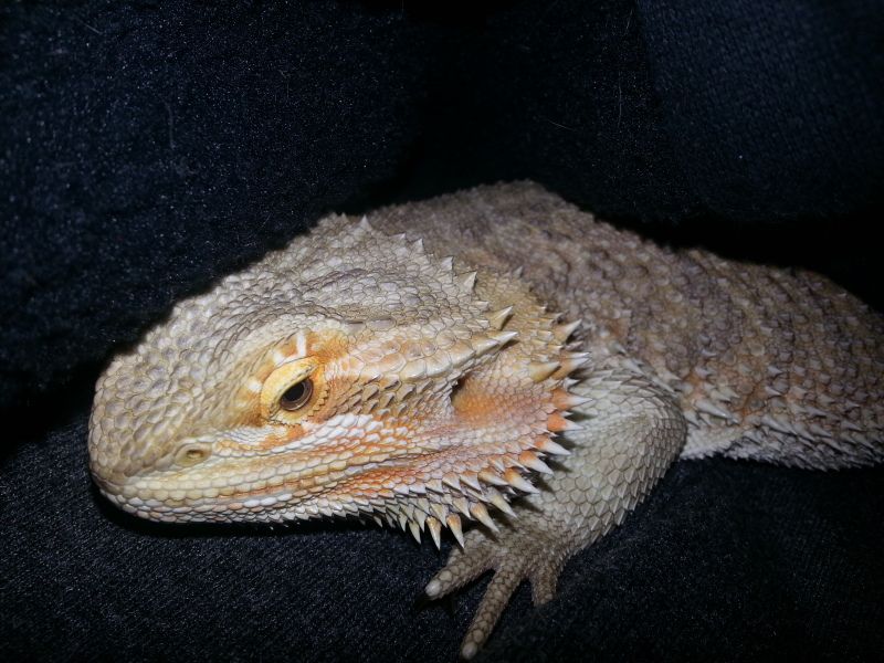 Spike! • Bearded Dragon . org