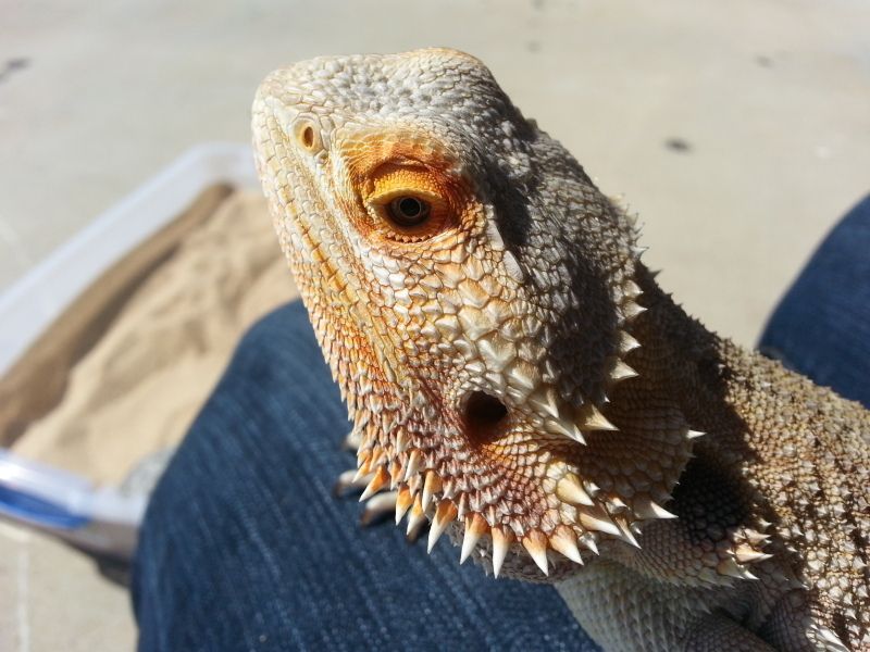 Spike! • Bearded Dragon . org