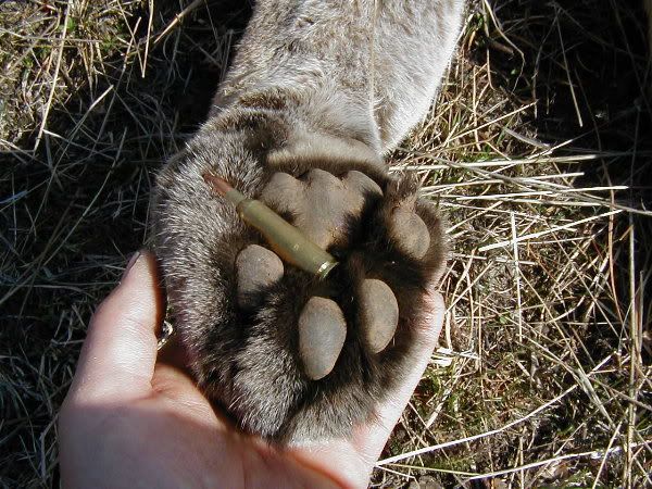 Cougarpaw1.jpg