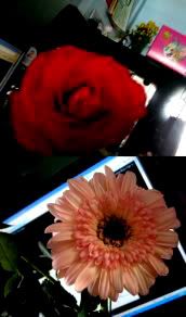 l♥ves`