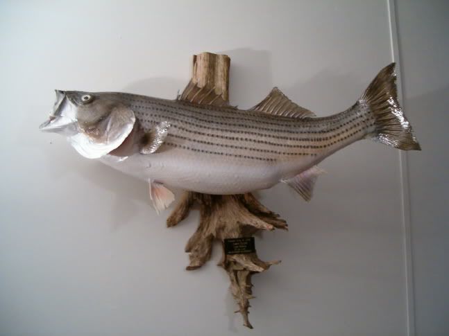 Striper2.jpg