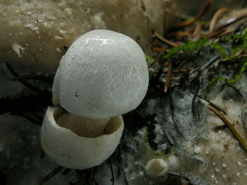 Photobucket - Video and Image Hosting