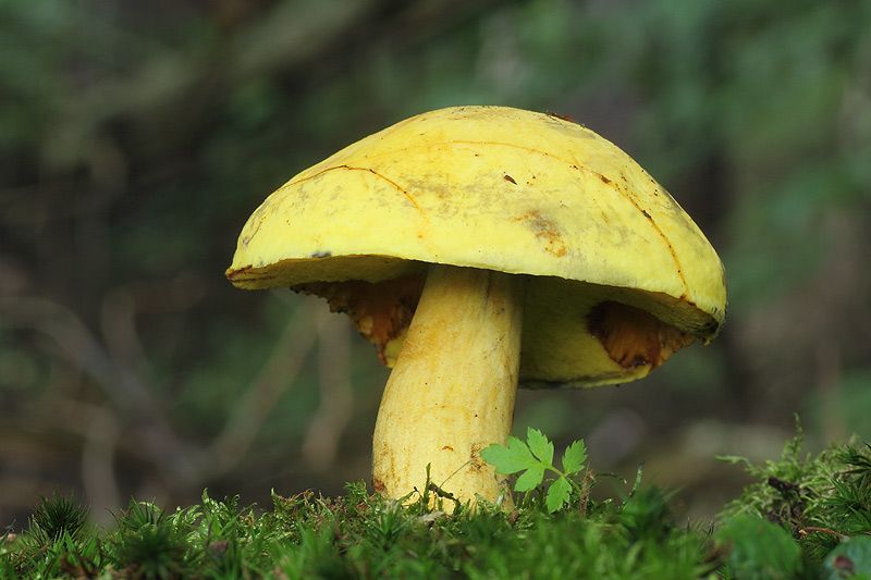  photo Boletus-junquilleus_zpsfa2769e3.jpg