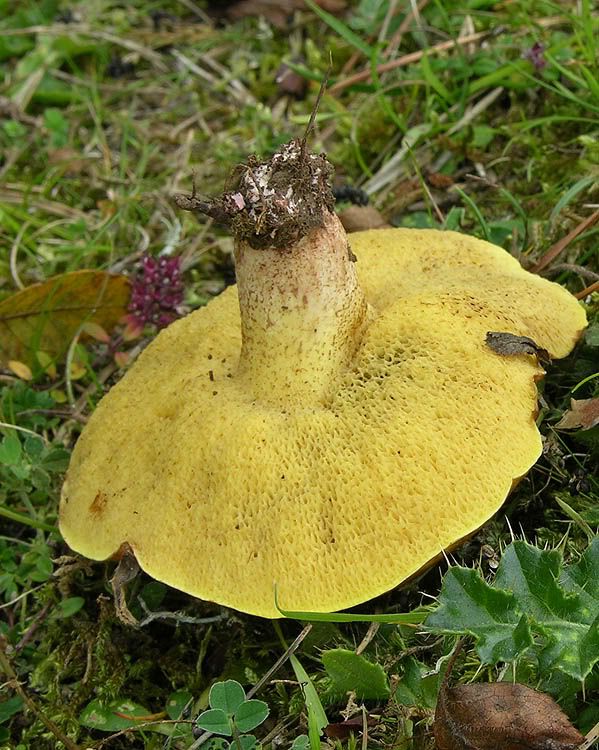 Image hosted by Photobucket.com