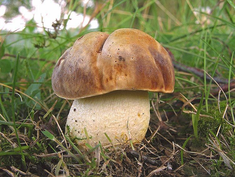 Image hosted by Photobucket.com