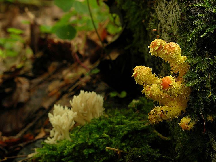 Image hosted by Photobucket.com