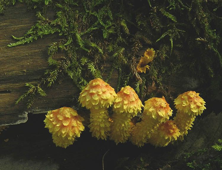 Image hosted by Photobucket.com