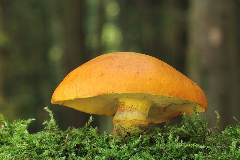  photo Goldroumlhrling_zps27080b68.jpg