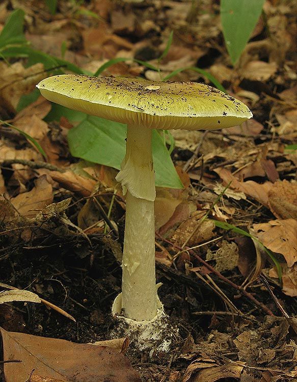 Image hosted by Photobucket.com