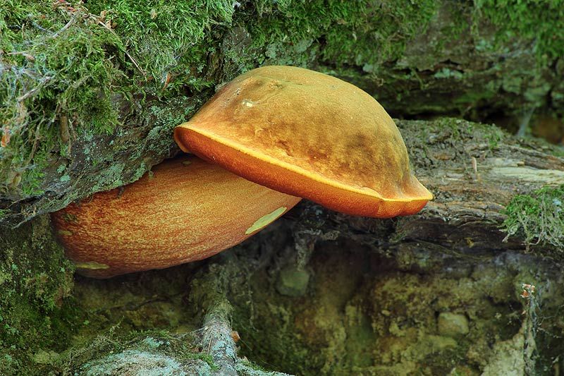  photo IMG_4621_zps2411102c.jpg