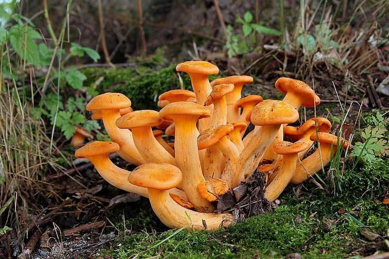  photo IMG_5119_zps2685df0c.jpg