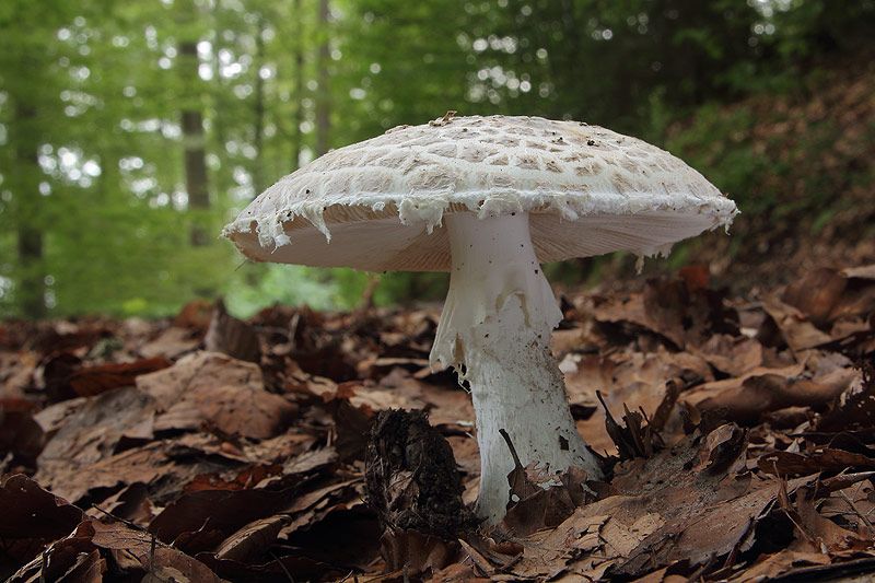  photo IMG_5219_zpsf81f6754.jpg