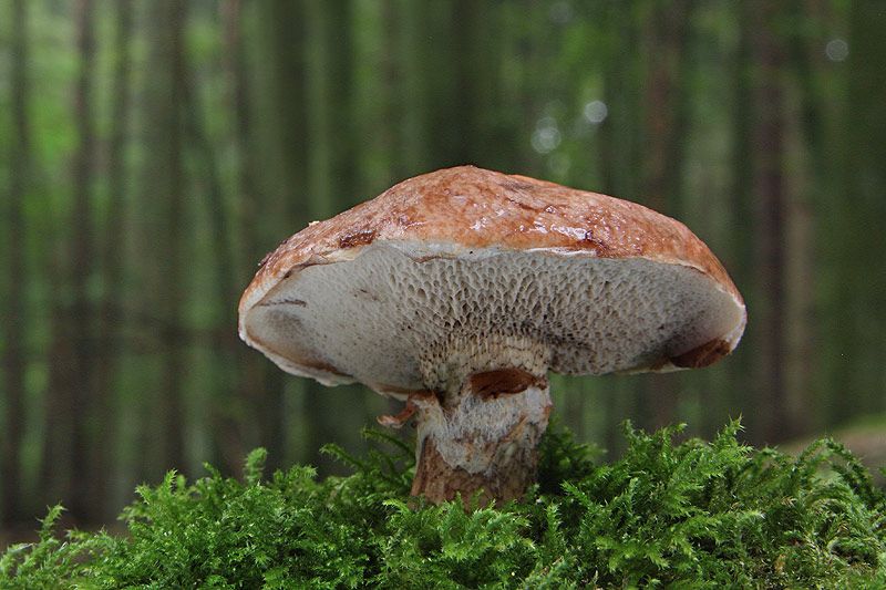  photo IMG_5270_zps3be55624.jpg