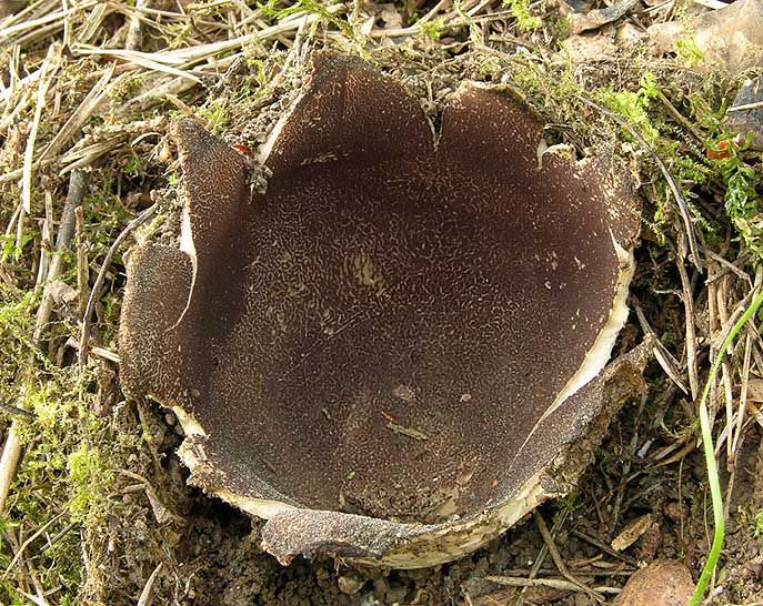 Image hosted by Photobucket.com