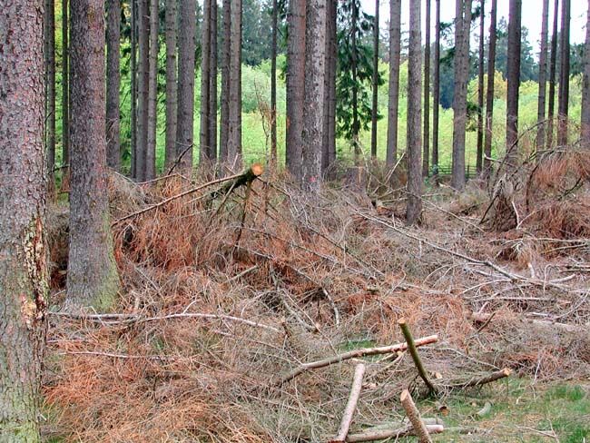 Image hosted by Photobucket.com