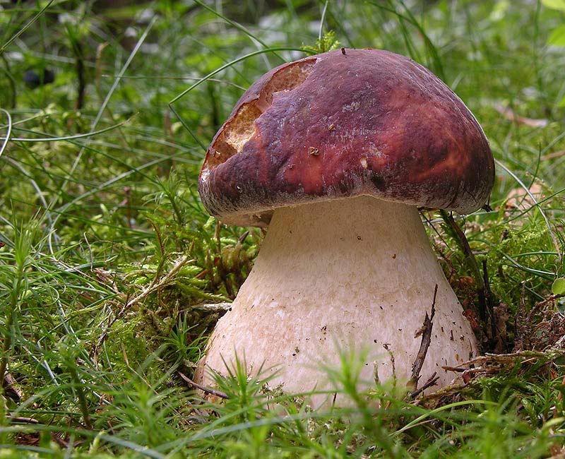 Photobucket - Video and Image Hosting