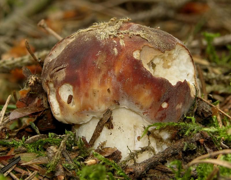 Photobucket - Video and Image Hosting