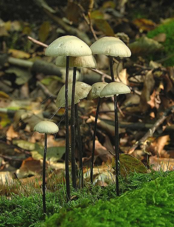 Image hosted by Photobucket.com