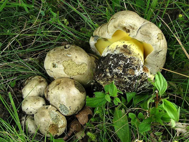 Photo Sharing and Video Hosting at Photobucket