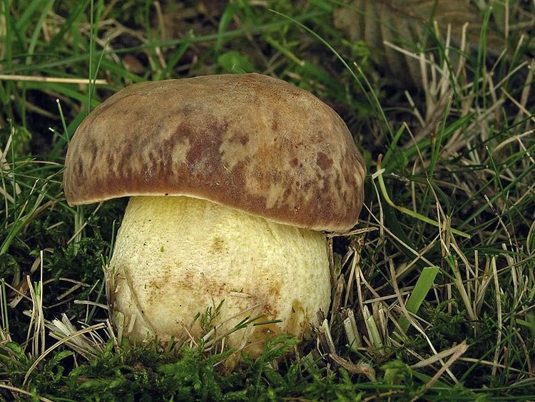 Image hosted by Photobucket.com