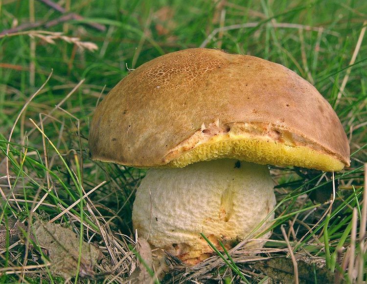 Image hosted by Photobucket.com