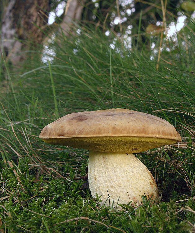 Image hosted by Photobucket.com