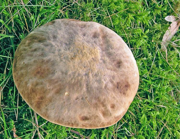 Image hosted by Photobucket.com