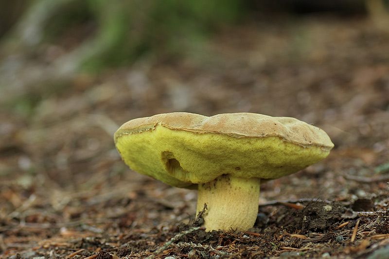  photo fahler-roumlhrling_zps20b80bfb.jpg