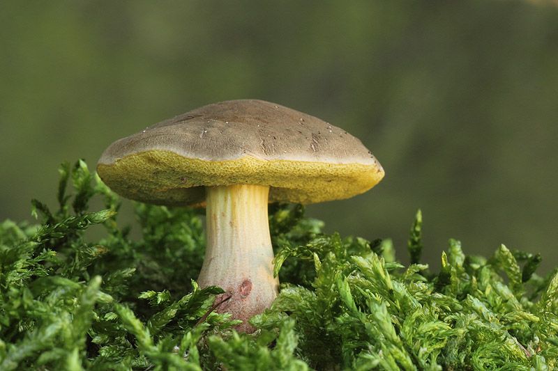  photo falscher-rotfuszlig_zpsda38c682.jpg