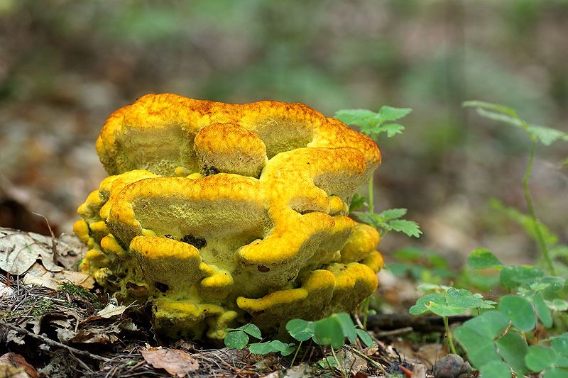  photo kiefernbraun2_zps3731eb29.jpg